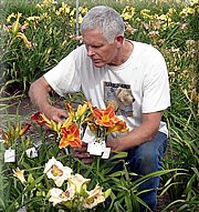 Ken McGann of Spring Fever Daylilies
